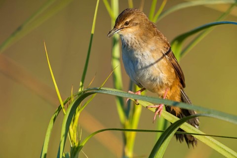 Marsh Warbler, (Bradyperus baboecala) animals, birds, songbirds, biotope, habitat, sits, reed,
