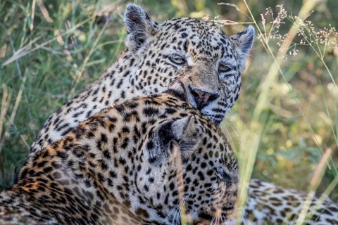 Leopard grooming another Leopard in the Kruger National Park, South Africa, Africa