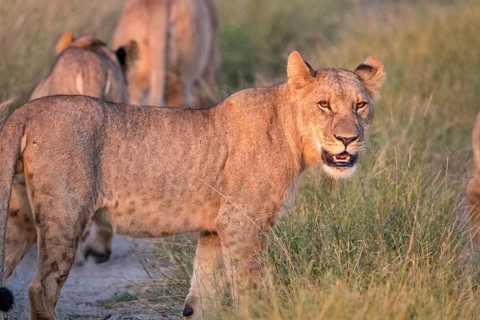 A Lion cub looking at the camera in the Chobe National Park, Botswana, Africa