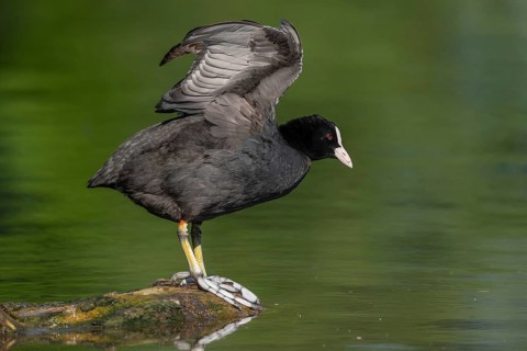 Eurasian coot (Fulica atra) stretching its wings on a river. Bas-Rhin, Collectivite europeenne