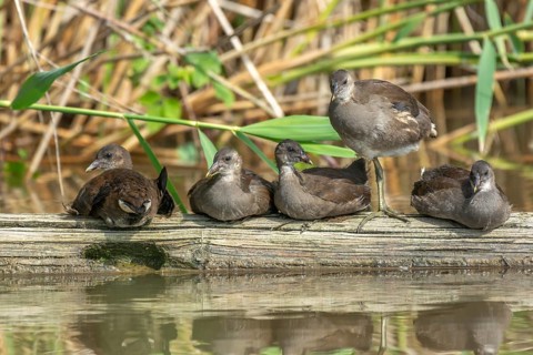 Family of five young common moorhen (Gallinula chloropus) resting together on a tree trunk in a