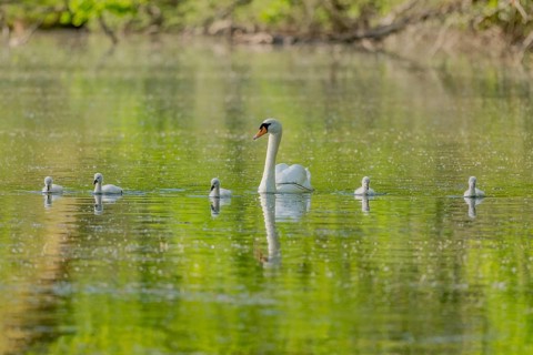 Mute swan (Cygnus olor) with her chicks in a river. Bas-Rhin, Collectivite europeenne d'Alsace,
