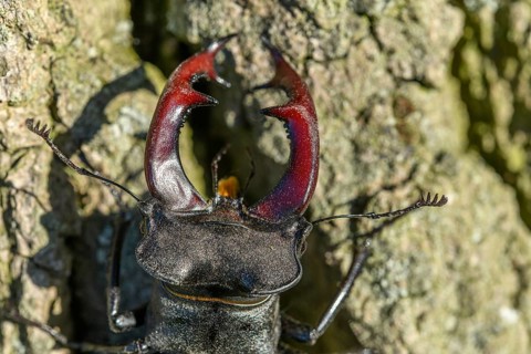 Kite stag beetle on the trunk of an oak tree in spring. France