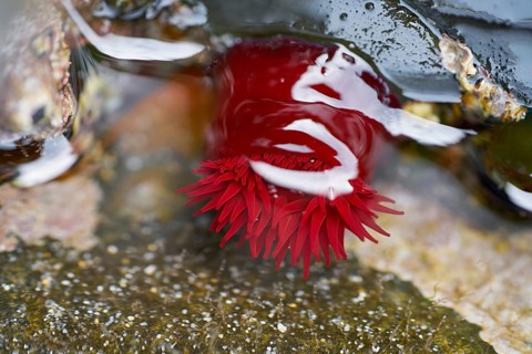 Actinia equina sea tomato red anemone in Galicia sea of Spain