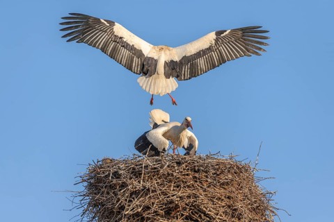 White stork in courtship period in early spring, France, Alsace, Europe