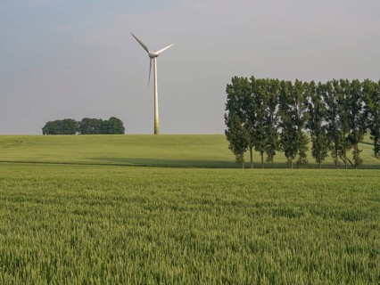 A wind turbine and a row of trees in a wide wheat field, borken, münsterland, germany