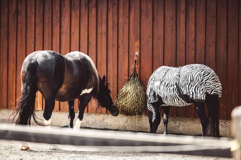 Horse wearing a coat with zebra pattern because of a skin rash, allergy, so his skin is protected.