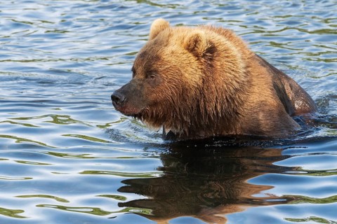 Portrait of Kamchatka brown bear in river. Wild terrible beast fishing red salmon fish during