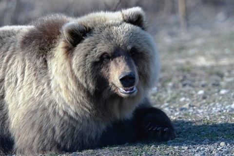 Hungry young wild Kamchatka brown bear lies on stones, breathes heavily and looking around. Extreme