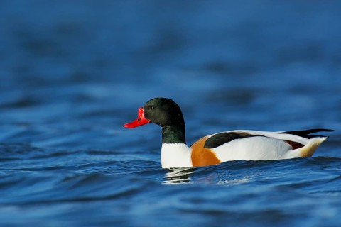 Common Shelduck on a pond. Shelduck on a pond