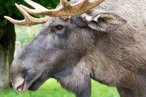 Detail of the head of a male elk moose in autumn, Alces alces