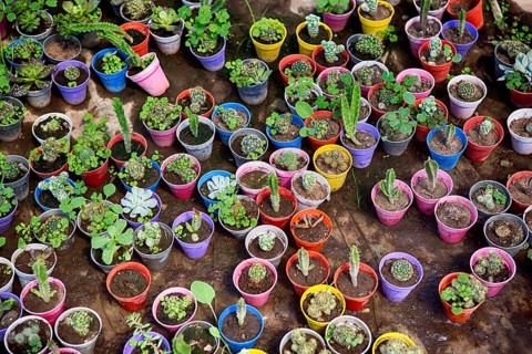 Plants in colourful flower pots in a greenhouse in Maschwitz Province Buenos Aires, Argentina 2017