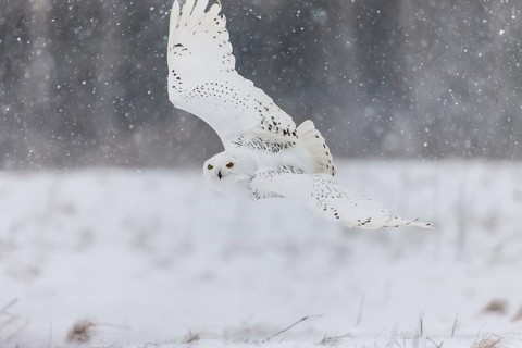 A captive snowy owl (Bubo scandiacus) at a bird of prey sanctury during winter