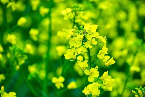Rapeseed