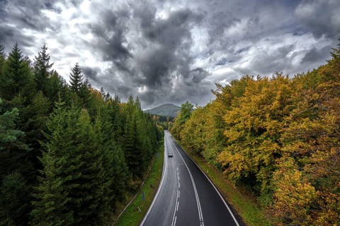 Spruce forest and deciduous forest in autumn