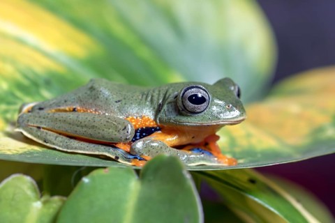 Flying green tree frog on a leaf