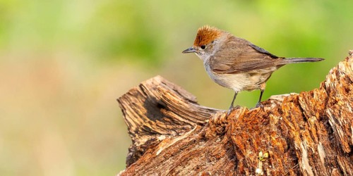 Blackcap, Sylvia atricapilla, Female Blackcap, Mediterranean Forest, Castilla y Leon, Spain, Europe