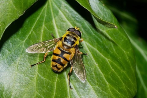 Death's-head hoverfly sitting on a green leaf, looking diagonally to the right from behind