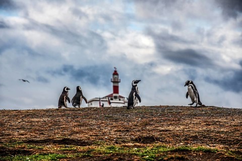 Magellanic penguins (Spheniscus magellanicus) in front of a lighthouse in the Penguin National Park