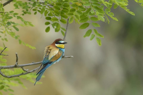 European bee-eater (Merops apiaster)