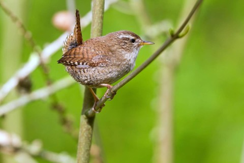 Wren (Troglodytes troglodytes)