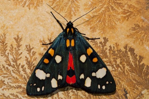 Beautiful bear (Callimorpha dominula)