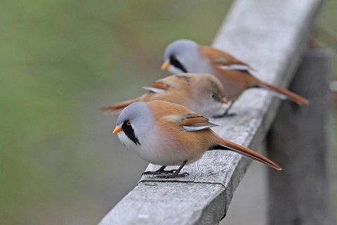 Bearded Tit (Panurus biarmicus)