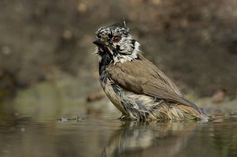 Crested Tit (Parus cristatus)