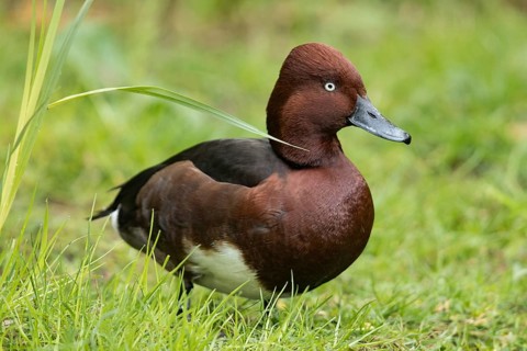 Ferruginous Duck (Aythya nyroca)