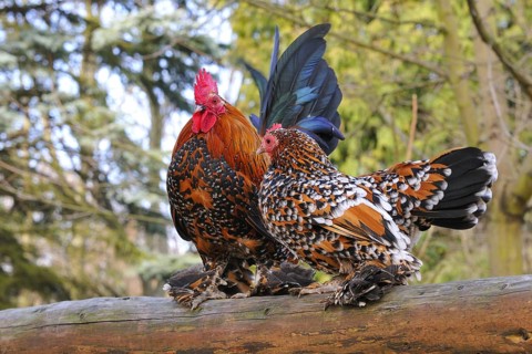 Feather-footed bantam (Gallus gallus)