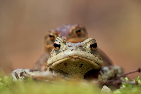 Toad migration (Bufo bufo)
