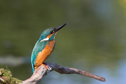 Rest (Alcedo atthis)