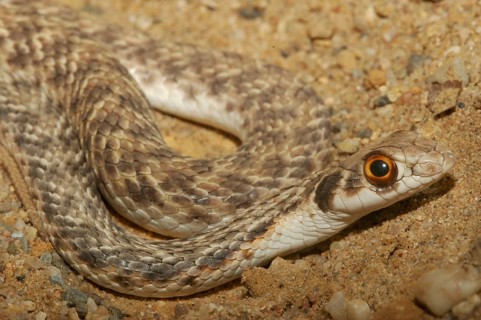 Eastern Montpellier snake (Malpolon monspessulanus insignitus)