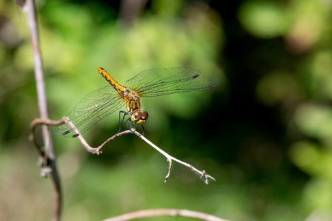 Ruddy Darter dragonfly - female (Sympetrum sanguineum)