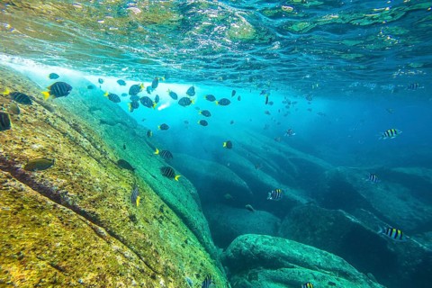 Herd of yellow fish on the seabed of Similan Islands in Thailand. Underwater marine life in Andaman