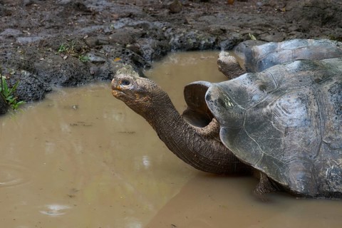 Tortoises in a pond, Tortoise breeding centre in the highlands, Centro de crianza de tortugas de