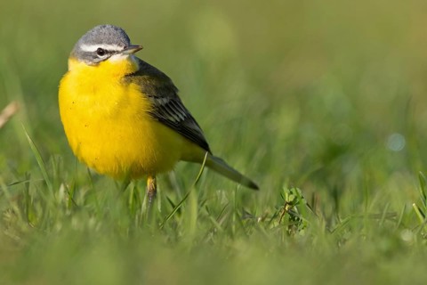 Blue-headed Yellow Wagtail, (Motacilla flava flava), Bergeronnette printanière, Lavandera Boyera,