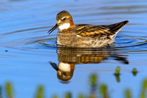 Odin's chicken, (Phalaropus lobatus), swims in the water, wading bird, Varanger, Finnmark, Norway,