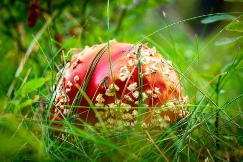 Amanita fly agaric mushroom with red cap close-up in forest grass