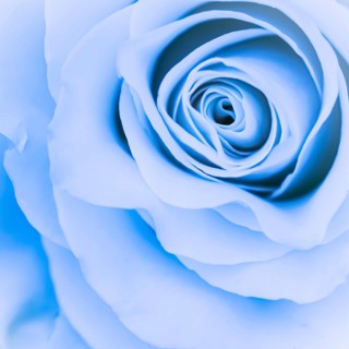 Botanical concept, invitation card, Soft focus, abstract floral background, blue rose flower. Macro
