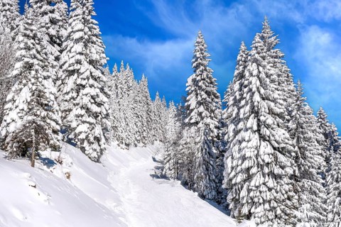 Kopaonik, Serbia ski resort panorama with ski slope in the forest, snow covered trees in winter