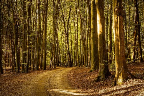 Early autumn forest on sunny day. Woods in Styria, Austria. Nature theme