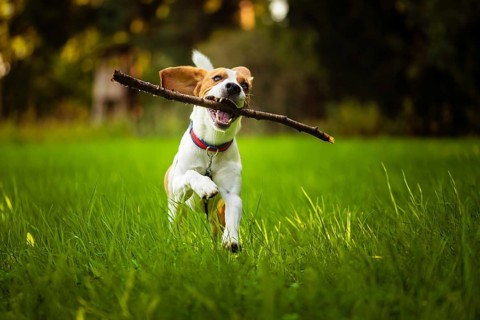 Beagle dog fun on meadow in summer outdoors run and jump with stick in mouth fetching towards