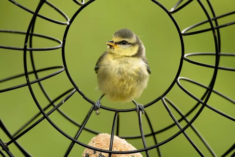 Young blue tit in the feeding ring