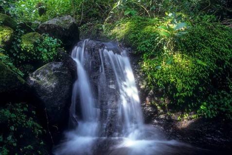 The Mute Magic of the valley, Western Ghats, Kerala, South India, India, Asia