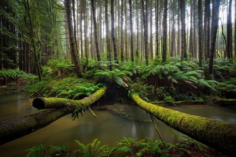 The tranquil Californian Redwood Forest in Cape Otway, Victoria, Australia, Oceania