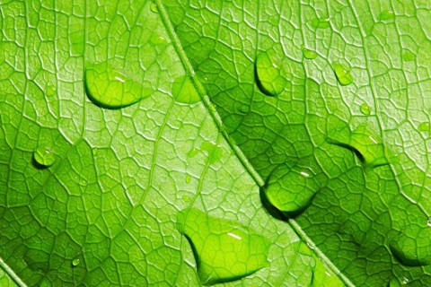 Green leaf with water drops, closeup, macro