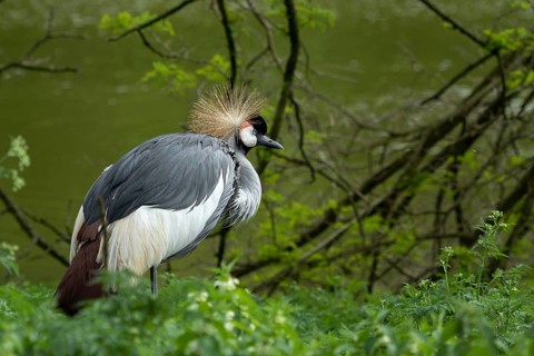 Grey crowned crane (Balearica regulorum) on green background. Poznan, Poland, Europe