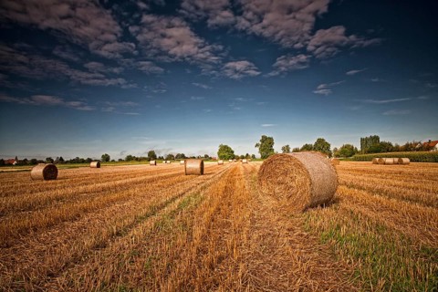 stubble field with straw bales