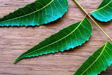 Medicinal leaves Neem leaves (Azadirachta indica A. Juss) studio shot, Tamil Nadu, South India,